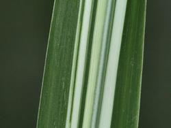 Miscanthus sinensis ssp. condensatus 'Cosmopolitan' — photo 2