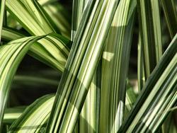 Miscanthus sinensis ssp. condensatus 'Cosmopolitan' — photo 3