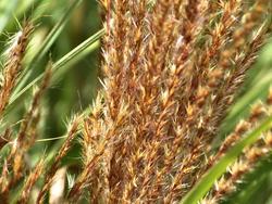 Miscanthus sinensis Gracillimus — photo 3