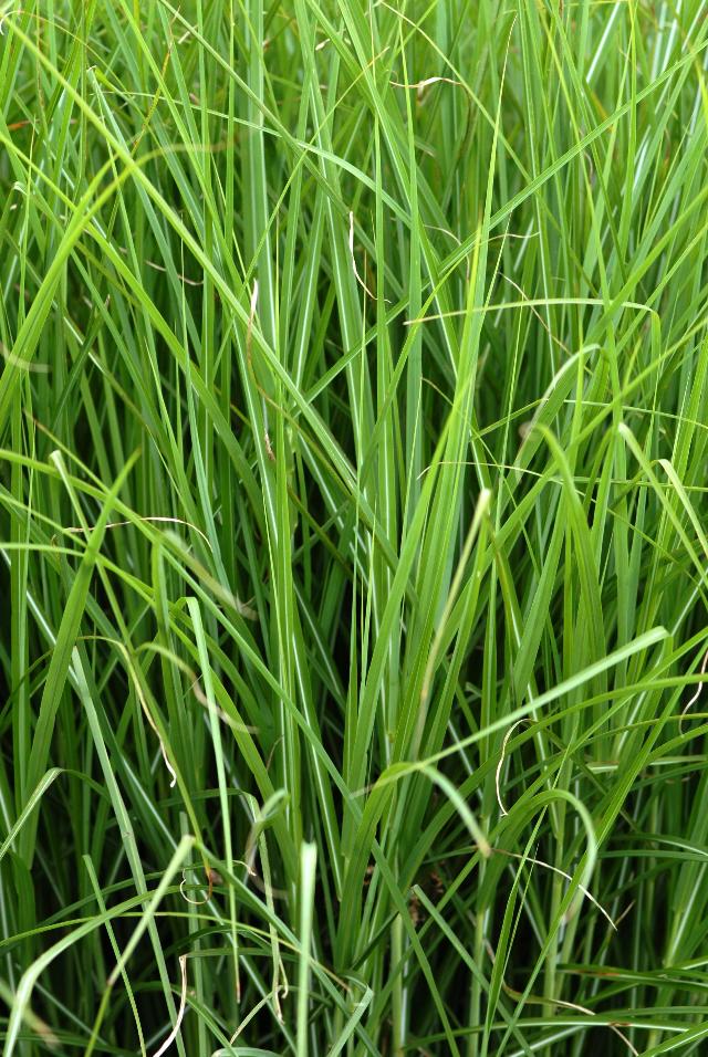 Miscanthus sinensis 'Graziella'