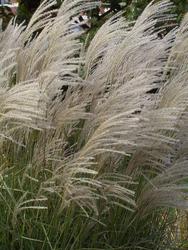 Miscanthus sinensis 'Graziella' — photo 3