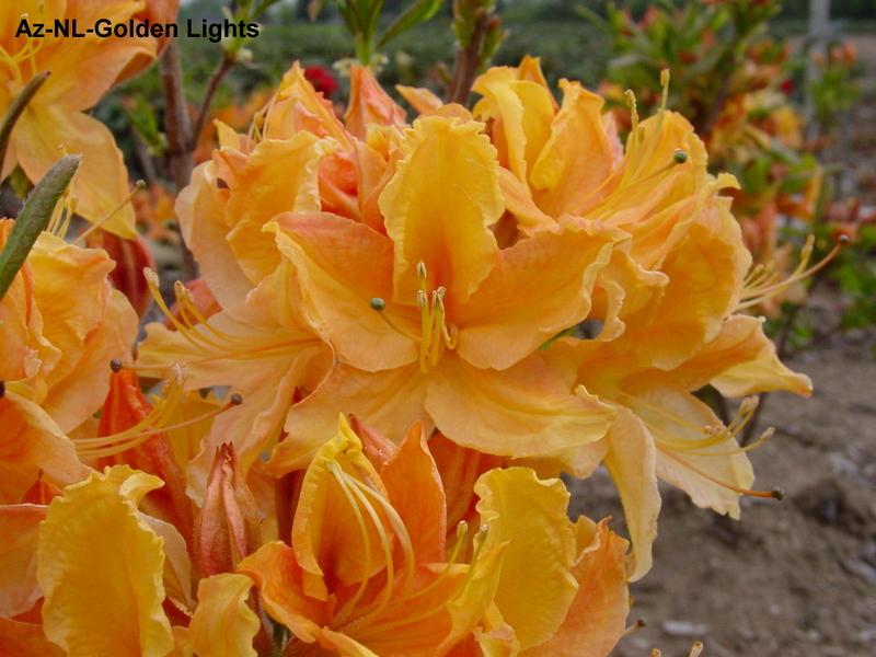 Azalea Exbury NL-Golden Lights — photo 1