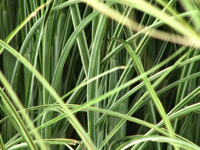 Miscanthus sinensis 'Morning Light'