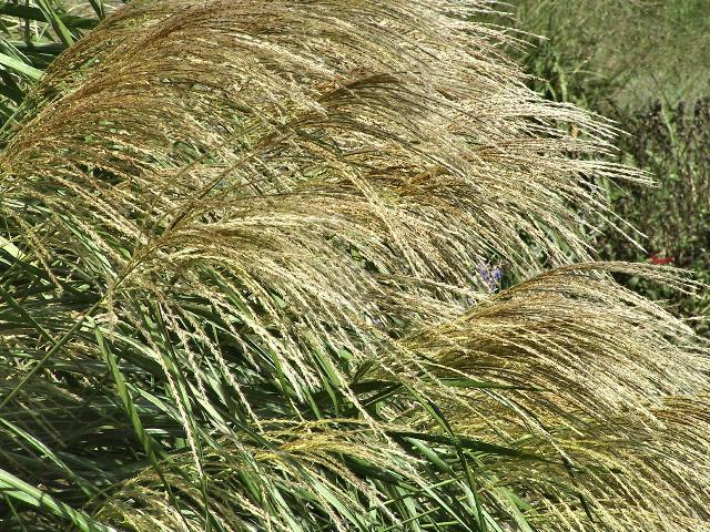 Miscanthus sinensis 'Silver Feather'