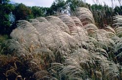 Miscanthus sinensis 'Silver Feather' — photo 3