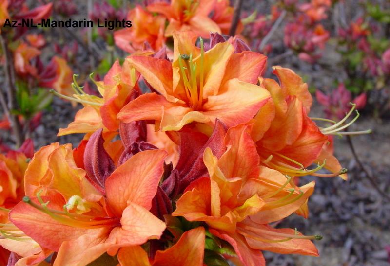 Azalea Exbury NL-Mandarin Lights — photo 1
