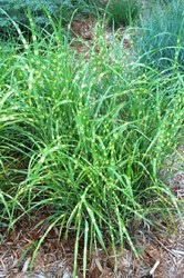 Miscanthus sinensis 'Strictus' — photo 2