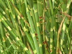 Miscanthus sinensis 'Strictus' — photo 3