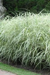 Miscanthus sinensis Variegatus — photo 1