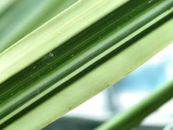 Miscanthus sinensis Variegatus — photo 3