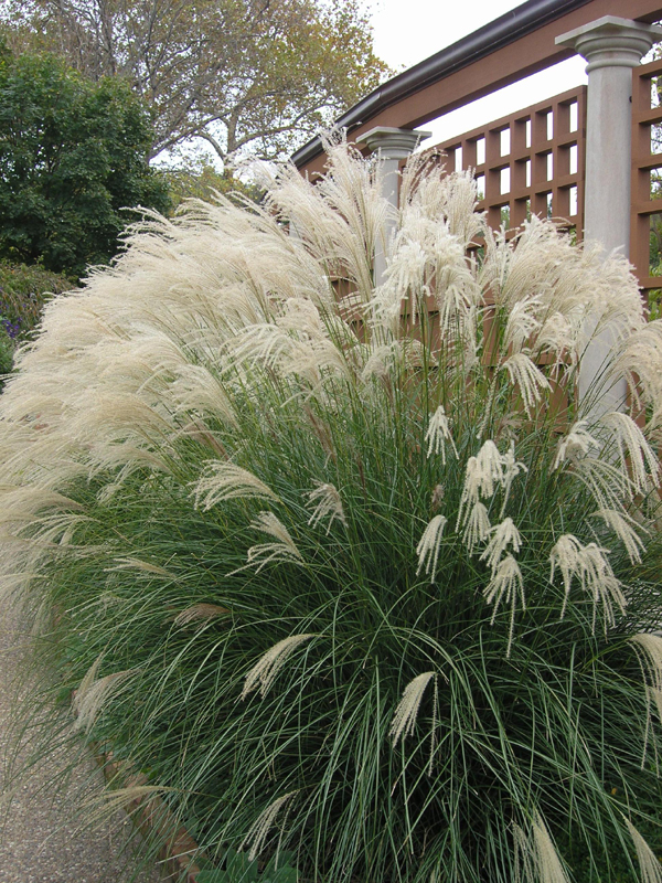 Miscanthus sinensis 'Yaku Jima'