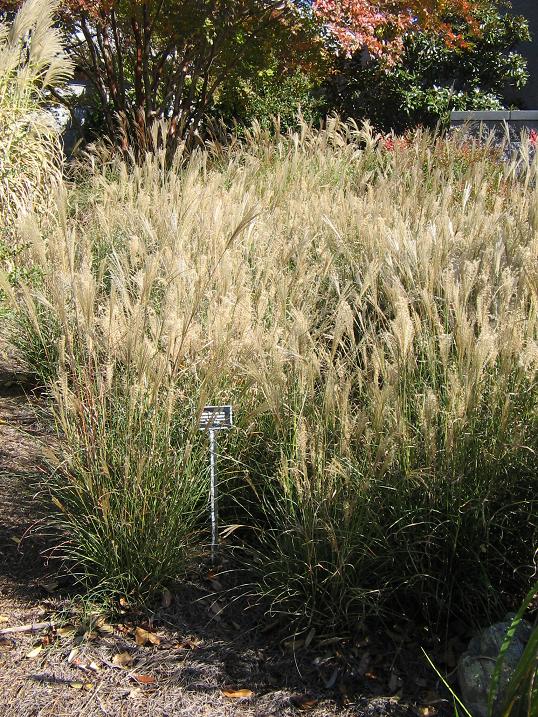 Miscanthus sinensis 'Yakushima Dwarf'