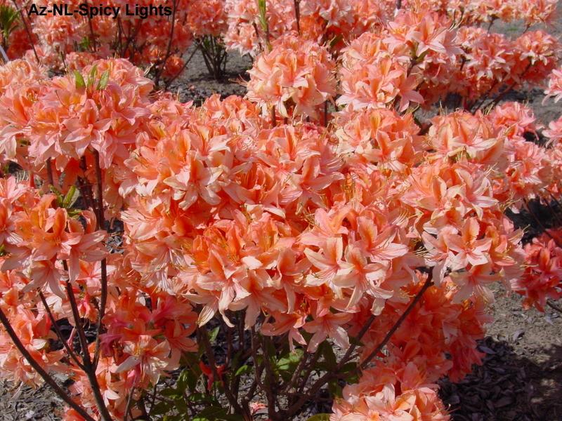 Azalea Exbury NL-Spicy Lights — photo 1