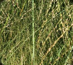 Molinia caerulea ssp. arundinacea 'Skyracer' — photo 3
