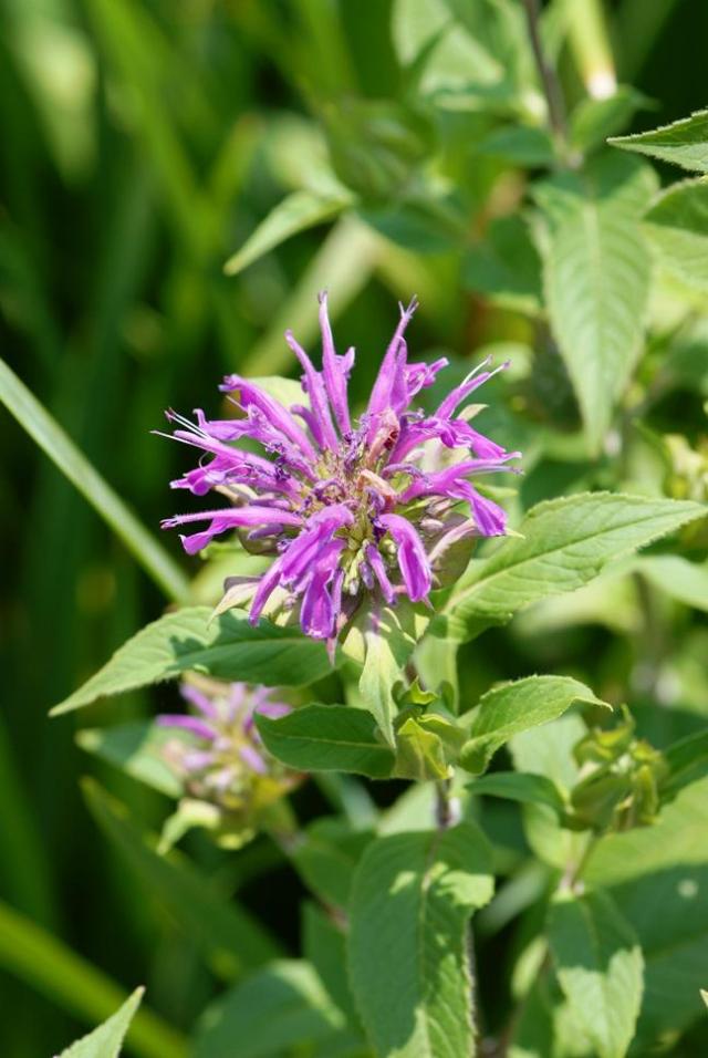 Monarda 'Blue Stocking'