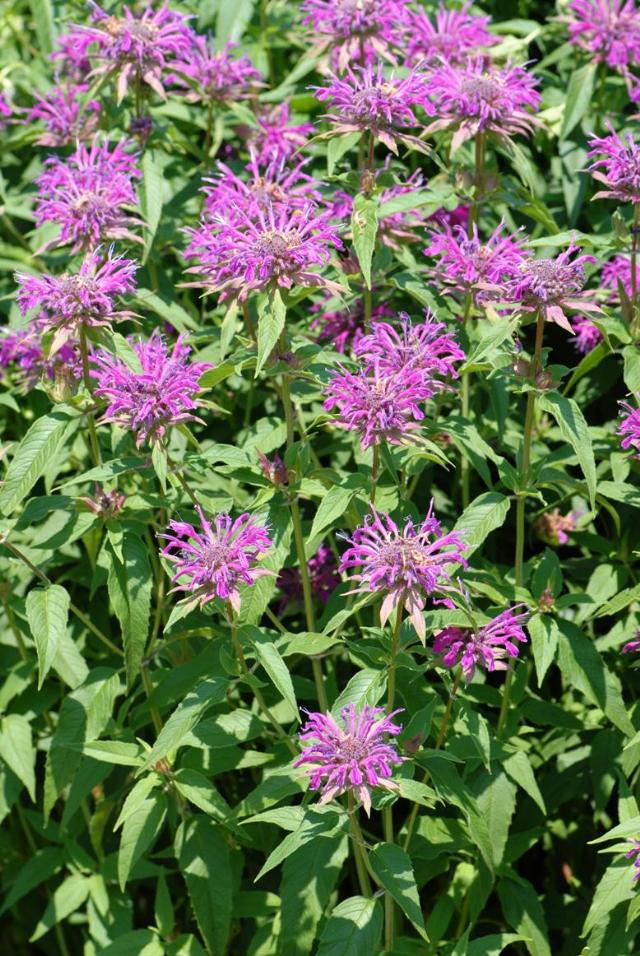 Monarda 'Violet Queen'