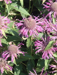 Monarda 'Violet Queen' — photo 2