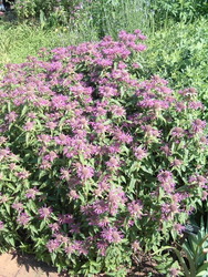 Monarda 'Violet Queen' — photo 3