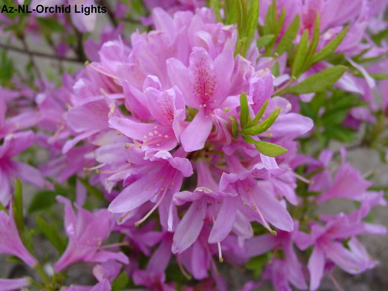 Rhododendron 'Orchid Lights' — photo 1