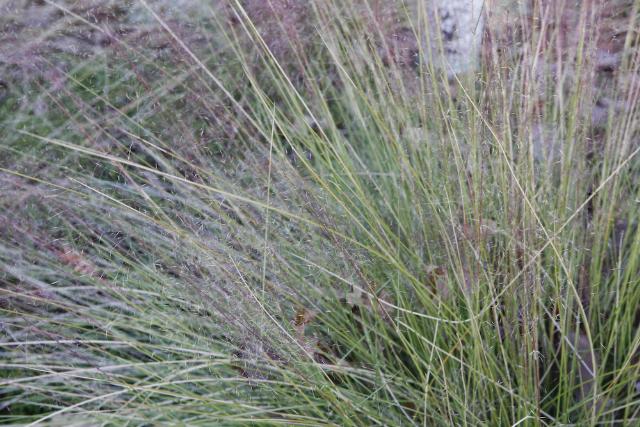 Muhlenbergia capillaris 'Regal Mist'