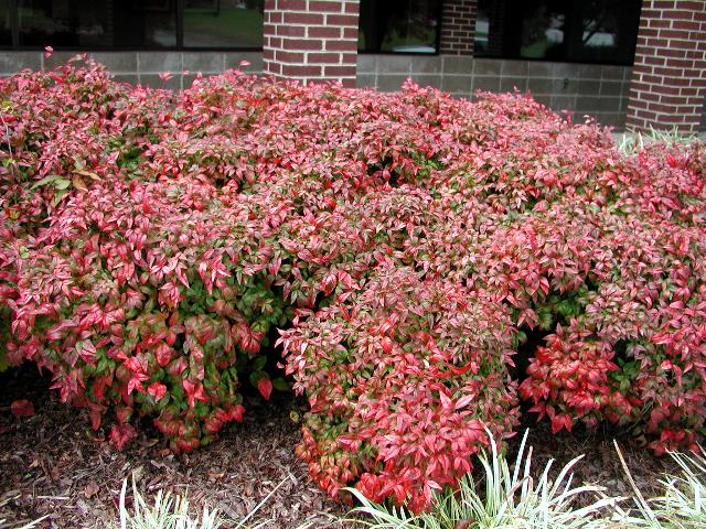 Nandina domestica 'Fire Power'