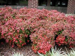 Nandina domestica 'Fire Power' — photo 1