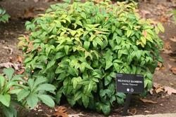 Nandina domestica 'Fire Power' — photo 2