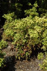 Nandina domestica 'Fire Power' — photo 3