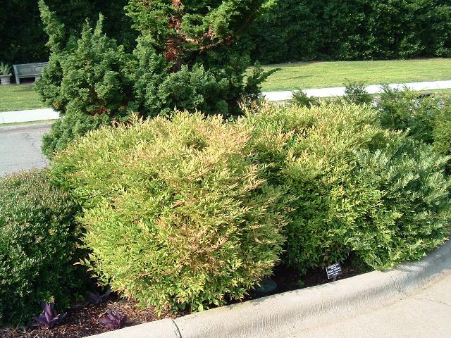 Nandina domestica 'Moon Bay'