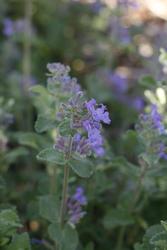 Nepeta 'Blue Wonder' — photo 1