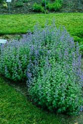 Nepeta 'Blue Wonder' — photo 2