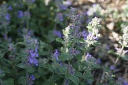Nepeta 'Blue Wonder' — photo 3