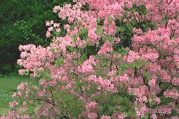 Azalea Exbury Pink Lights — photo 1