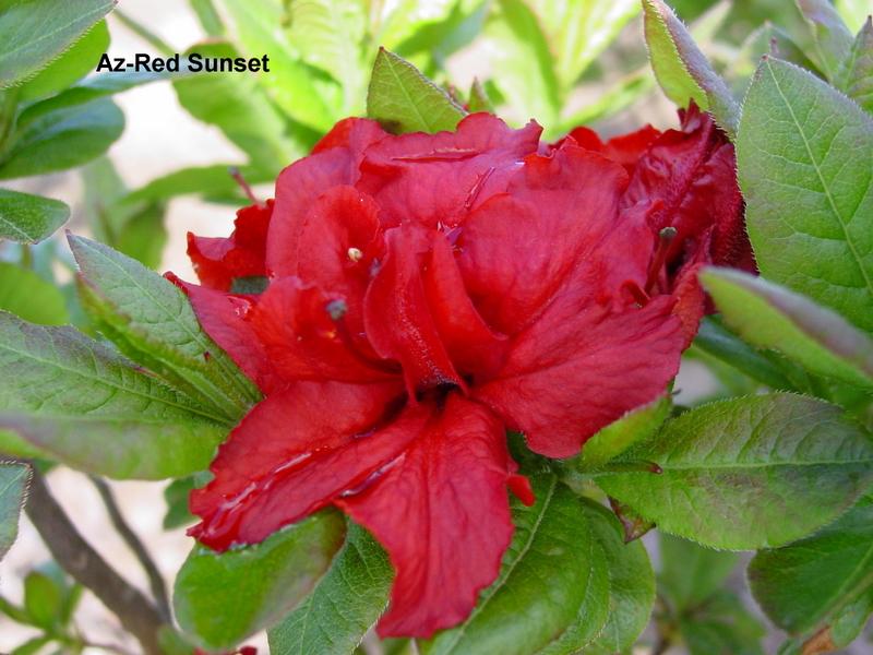 Azalea Exbury Red Sunset — photo 1