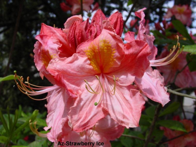 Rhododendron 'Strawberry Ice'( Exbury Hybrid) — photo 1