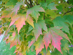 Acer rubrum 'Karpick' — photo 2