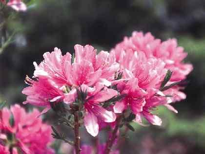 Rhododendron 'Western Lights' (Exbury Hybrid) — photo 1