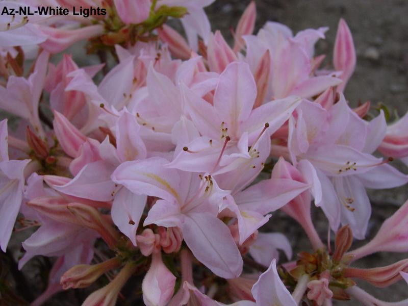 Azalea Exbury White Lights — photo 1