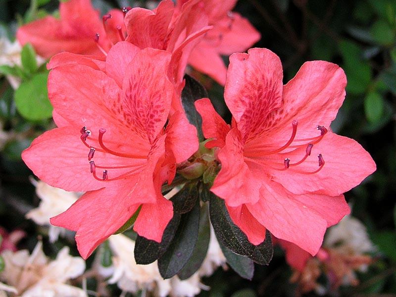Azalea 'Fashion'( Glenn Dale Hybrid) — photo 1