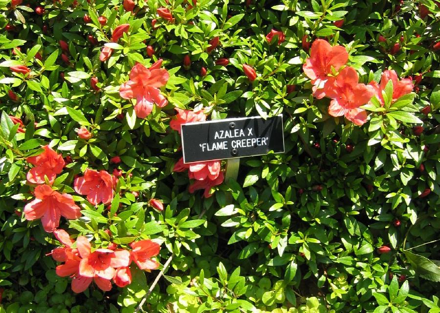 Rhododendron indicum 'Flame Creeper'