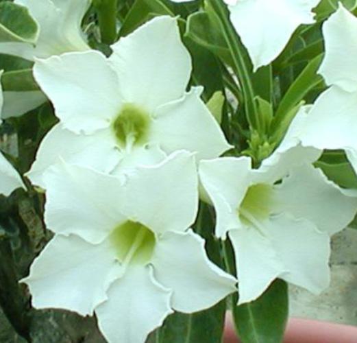 Azalea Fragrant Star — photo 1