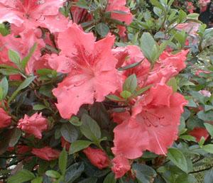 Azalea Gillie — photo 1
