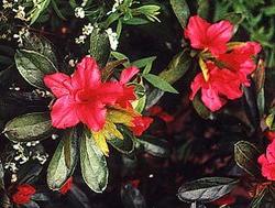 Azalea Girard's Crimson'(Girard Hybrid) — photo 1