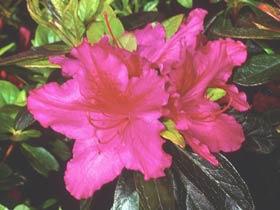 Azalea 'Girard's Fuchsia'(Girard Hybrid) — photo 1