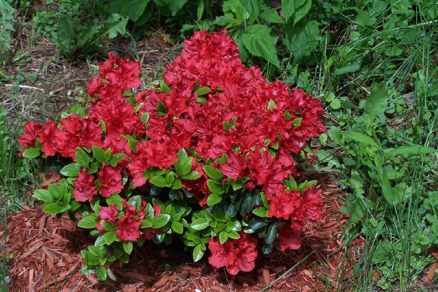 Azalea Girard's Hot Shot'( Girard Hybrid) — photo 1