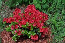 Azalea Girard's Hot Shot'( Girard Hybrid) — photo 1