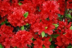 Azalea Girard's Hot Shot'( Girard Hybrid) — photo 2