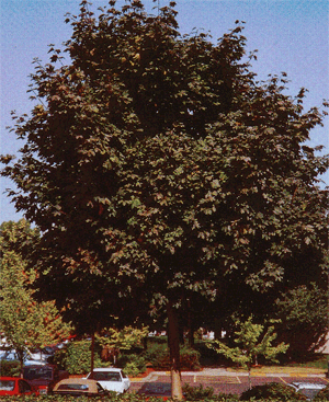 Acer platanoides 'Deborah' — photo 1