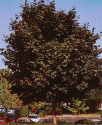 Acer platanoides 'Deborah' — photo 1