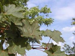Acer platanoides 'Deborah' — photo 2
